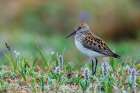 Western sandpiper at home in the arctic tundra habitat of the Seward Peninsula, Alaska Art Print